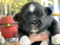 Cowboy , a male Shih Tzu for sale in Bloomfield, IN – 1 of 5