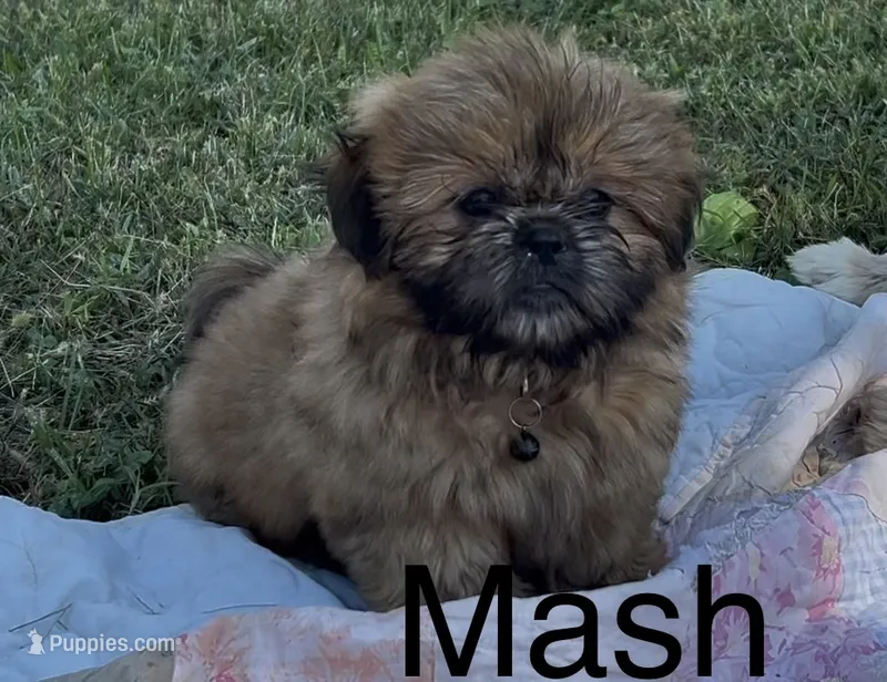 Mash – Shih Tzu puppy for sale in Bloomfield, IN