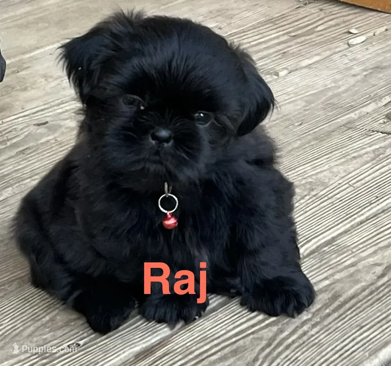 Raj – Shih Tzu puppy for sale in Bloomfield, IN