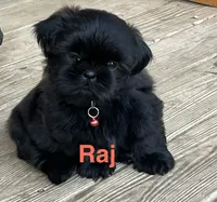 Raj, a male Shih Tzu for sale in Bloomfield, IN – 1 of 2