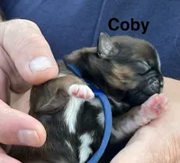 Coby , a male Shih Tzu for sale in Bloomfield, IN – 1 of 4