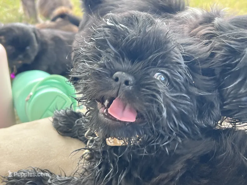 Leonard – Shih Tzu puppy for sale in Bloomfield, IN