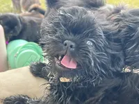 Leonard, a male Shih Tzu for sale in Bloomfield, IN – 2 of 4