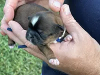 Coby , a male Shih Tzu for sale in Bloomfield, IN – 2 of 4