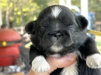 Cowboy , a male Shih Tzu for sale in Bloomfield, IN – 2 of 5