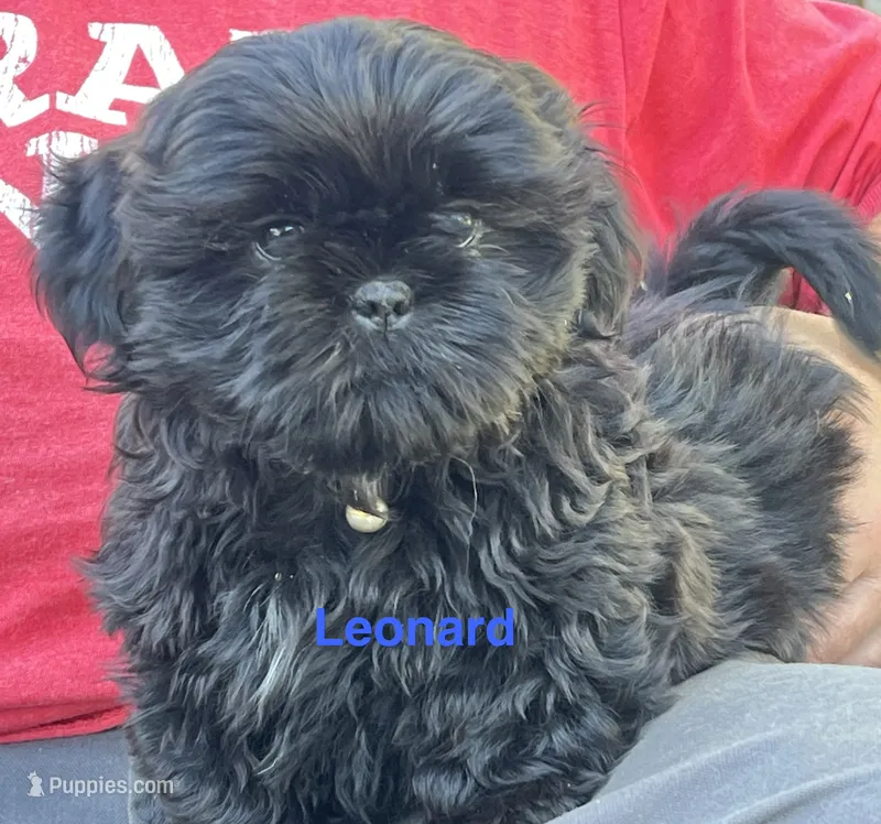 Leonard – Shih Tzu puppy for sale in Bloomfield, IN