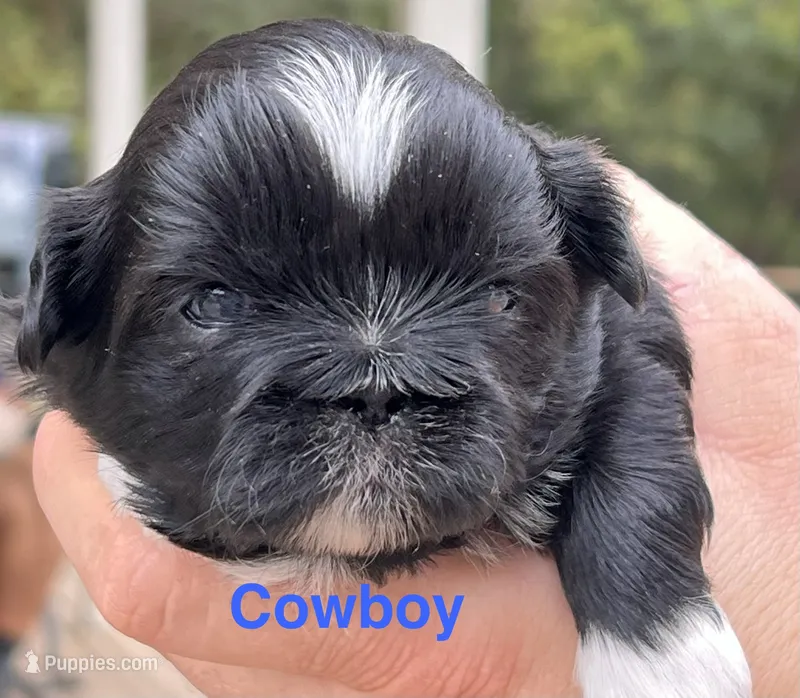 Cowboy  – Shih Tzu puppy for sale in Bloomfield, IN
