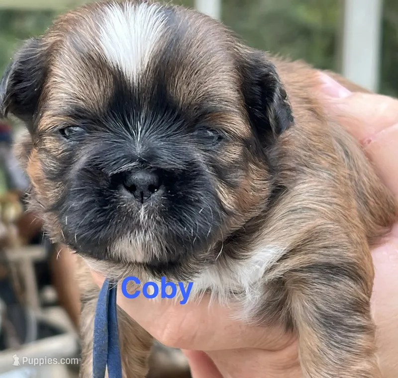 Coby  – Shih Tzu puppy for sale in Bloomfield, IN