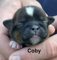 Coby , a male Shih Tzu for sale in Bloomfield, IN – 3 of 4