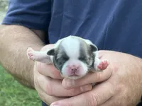 Porkchop , a male Shih Tzu for sale in Bloomfield, IN – 4 of 5