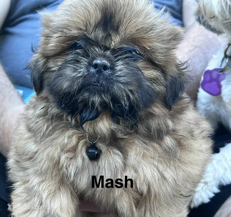 Mash – Shih Tzu puppy for sale in Bloomfield, IN