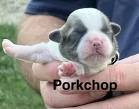 Porkchop , a male Shih Tzu for sale in Bloomfield, IN – 3 of 5