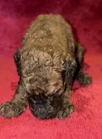 Nestle, a male Poodle - Standard  for sale in Janesville, WI – 2 of 5