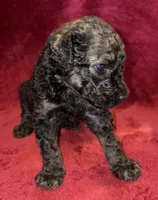 Hershey, a male Poodle - Standard  for sale in Janesville, WI – 2 of 6
