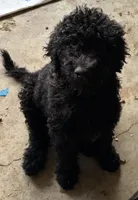 Pitch, a male Poodle - Standard  for sale in Janesville, WI – 2 of 5