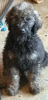 Hershey, a male Poodle - Standard  for sale in Janesville, WI – 3 of 5