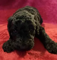 Ebony, a female Poodle - Standard  for sale in Janesville, WI – 3 of 6