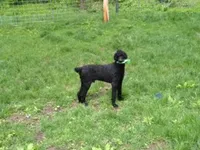 Pitch, a male Poodle - Standard  for sale in Janesville, WI – 4 of 6