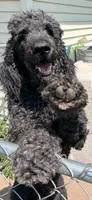 Nestle, a male Poodle - Standard  for sale in Janesville, WI – 4 of 6