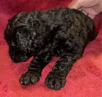 Hershey, a male Poodle - Standard  for sale in Janesville, WI – 3 of 6