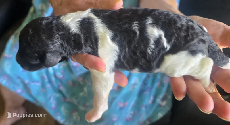 Tuxedo – Poodle - Standard  puppy for sale in Janesville, WI