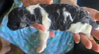 Tuxedo, a male Poodle - Standard  for sale in Janesville, WI – 1 of 6