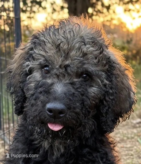 Hershey – Poodle - Standard  puppy for sale in Janesville, WI