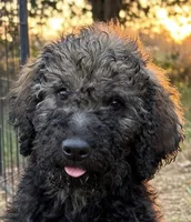 Hershey, a male Poodle - Standard  for sale in Janesville, WI – 1 of 5