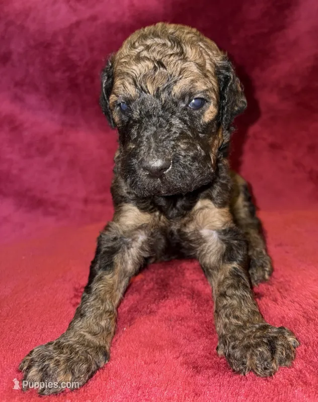 Nestle – Poodle - Standard  puppy for sale in Janesville, WI