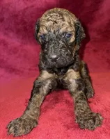 Nestle, a male Poodle - Standard  for sale in Janesville, WI – 1 of 5