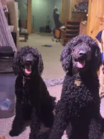 Pitch, a male Poodle - Standard  for sale in Janesville, WI – 6 of 6
