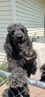 Hershey, a male Poodle - Standard  for sale in Janesville, WI – 4 of 5