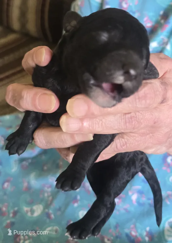 Pitch – Poodle - Standard  puppy for sale in Janesville, WI