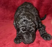 Kevin, a male Poodle - Standard  for sale in Janesville, WI – 3 of 6
