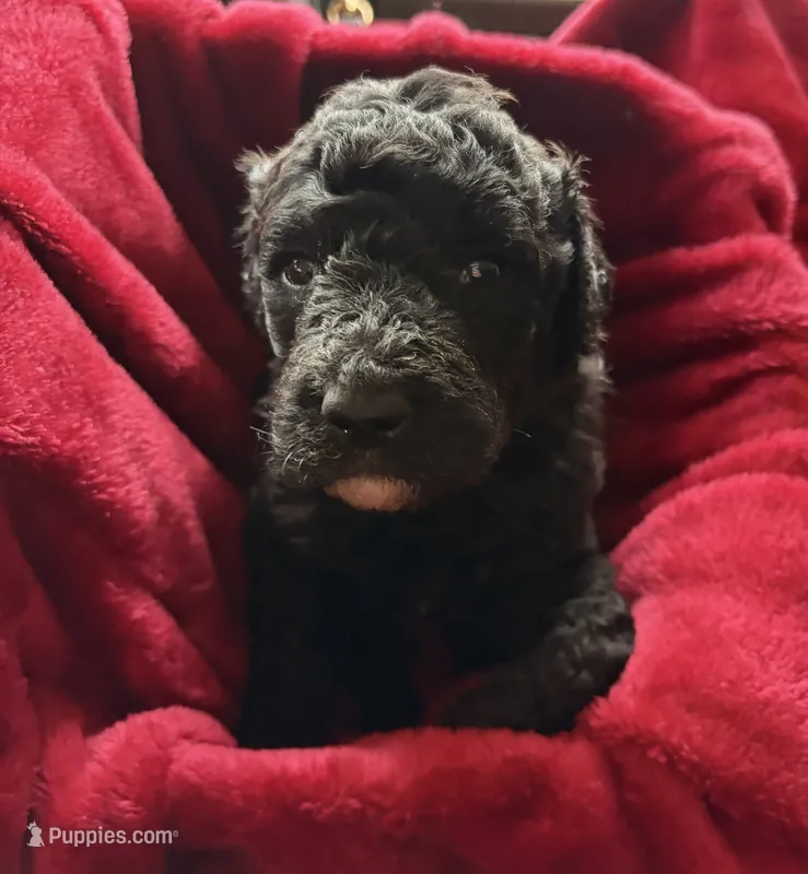 Ebony – Poodle - Standard  puppy for sale in Janesville, WI