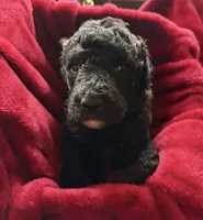 Ebony, a female Poodle - Standard  for sale in Janesville, WI – 1 of 6
