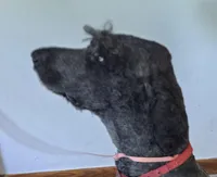 Ebony, a female Poodle - Standard  for sale in Janesville, WI – 6 of 6