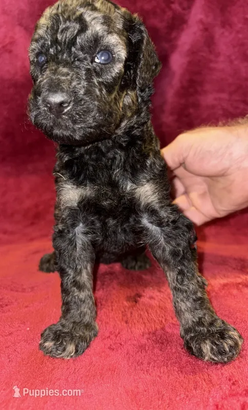 Hershey – Poodle - Standard  puppy for sale in Janesville, WI