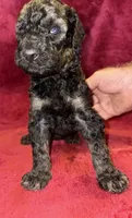 Hershey, a male Poodle - Standard  for sale in Janesville, WI – 1 of 6