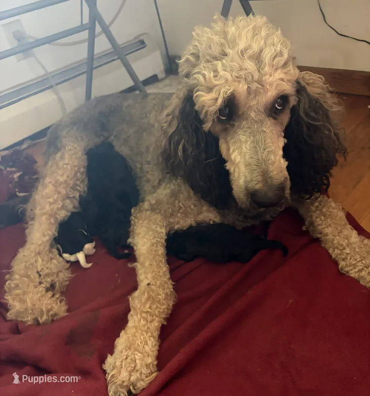 Hershey, a male Poodle - Standard  for sale in Janesville, WI – 1 of 2