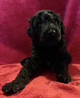 Kevin, a male Poodle - Standard  for sale in Janesville, WI – 2 of 6