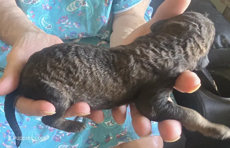 Nestle – Poodle - Standard  puppy for sale in Janesville, WI