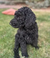 Puppies, a  Poodle - Standard  for sale in Janesville, WI – 5 of 6