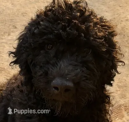 Pitch, a male Poodle - Standard  for sale in Janesville, WI – 1 of 5