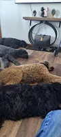 Pitch, a male Poodle - Standard  for sale in Janesville, WI – 5 of 6