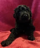 Ebony, a female Poodle - Standard  for sale in Janesville, WI – 2 of 6