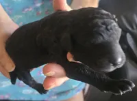 Pitch, a male Poodle - Standard  for sale in Janesville, WI – 3 of 6