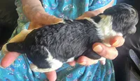 Tuxedo, a male Poodle - Standard  for sale in Janesville, WI – 2 of 6