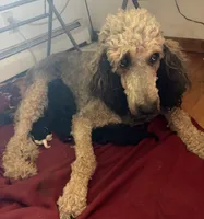 Nestle, a male Poodle - Standard  for sale in Janesville, WI – 5 of 6