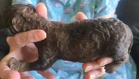 Nestle, a male Poodle - Standard  for sale in Janesville, WI – 3 of 6